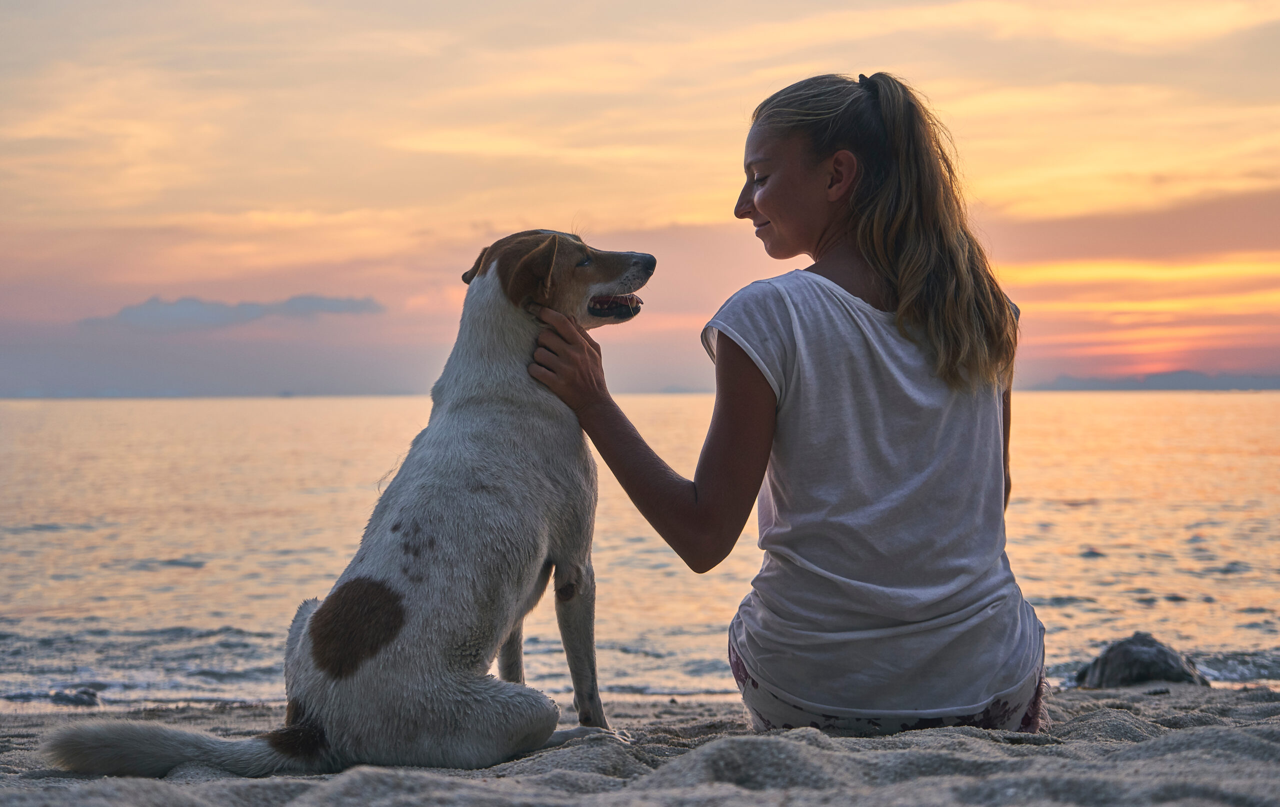 Voyager avec son chien partout en France avec Mon Dog Advisor